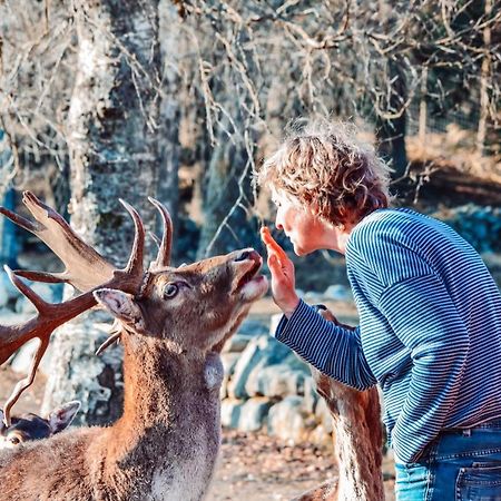 Damwildfarm In Rollerbue Suedschweden Villa Tyringe Luaran gambar