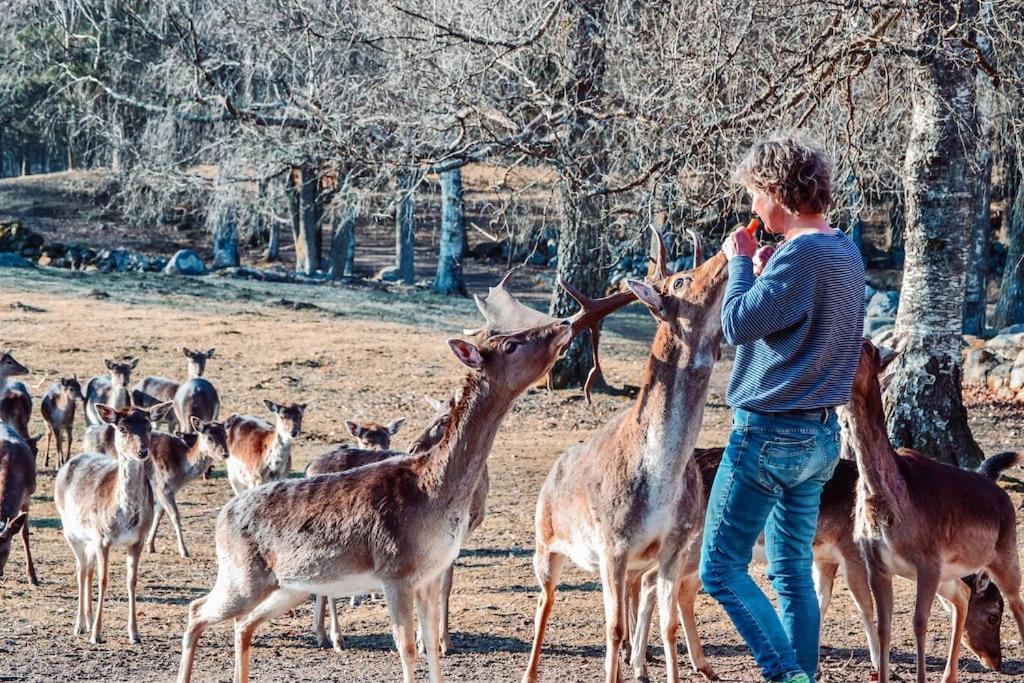 Damwildfarm In Rollerbue Suedschweden Villa Tyringe Luaran gambar