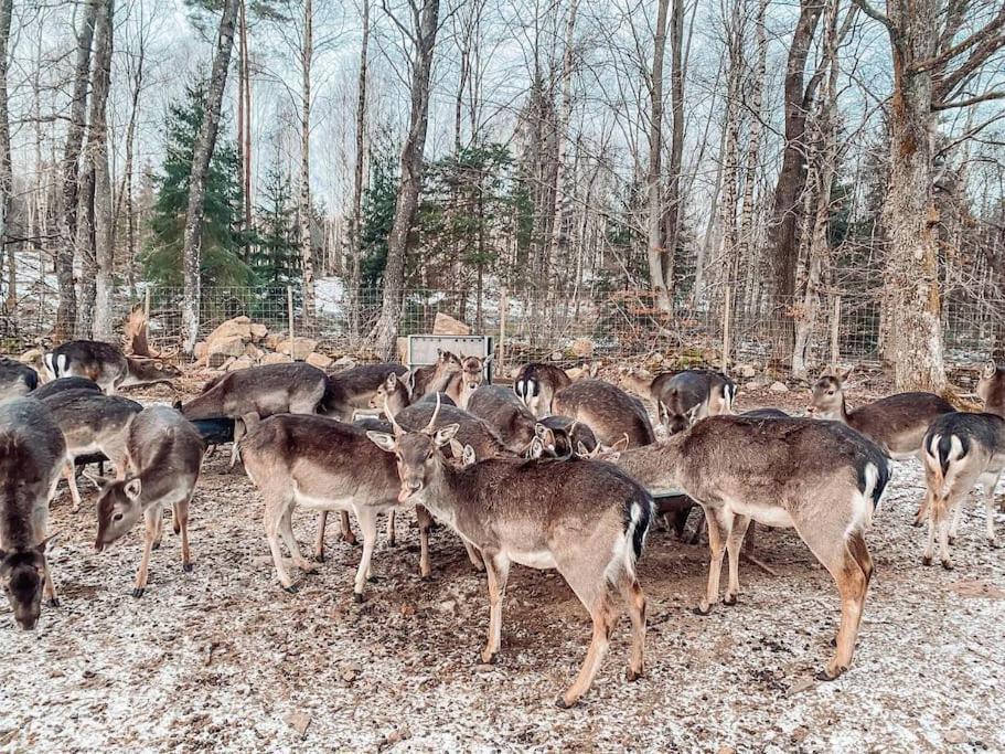 Damwildfarm In Rollerbue Suedschweden Villa Tyringe Luaran gambar
