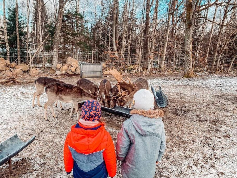 Damwildfarm In Rollerbue Suedschweden Villa Tyringe Luaran gambar