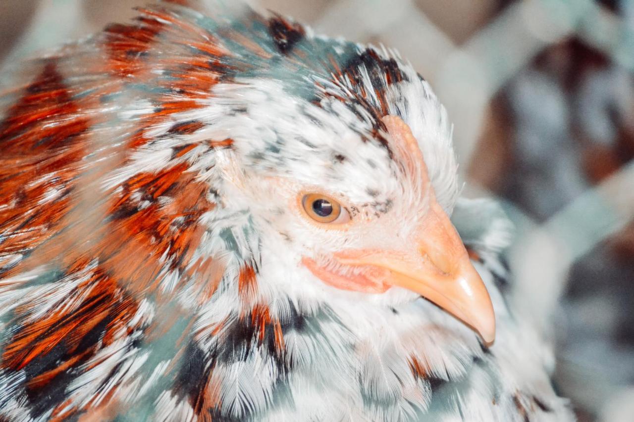 Damwildfarm In Rollerbue Suedschweden Villa Tyringe Luaran gambar