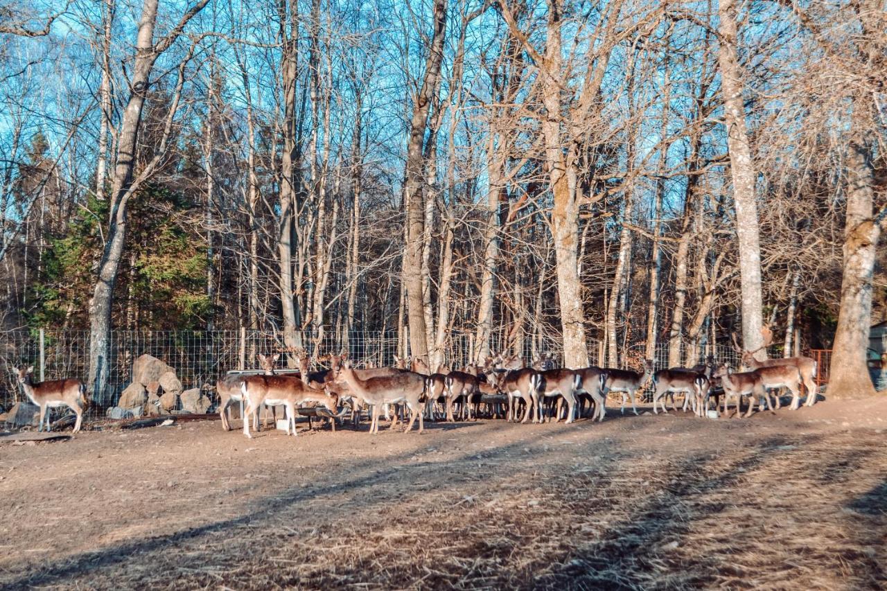 Damwildfarm In Rollerbue Suedschweden Villa Tyringe Luaran gambar