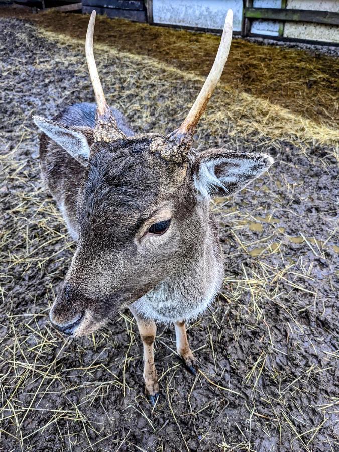 Damwildfarm In Rollerbue Suedschweden Villa Tyringe Luaran gambar