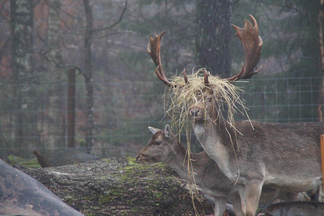 Damwildfarm In Rollerbue Suedschweden Villa Tyringe Luaran gambar