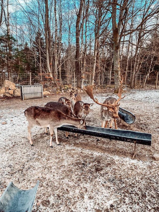 Damwildfarm In Rollerbue Suedschweden Villa Tyringe Luaran gambar