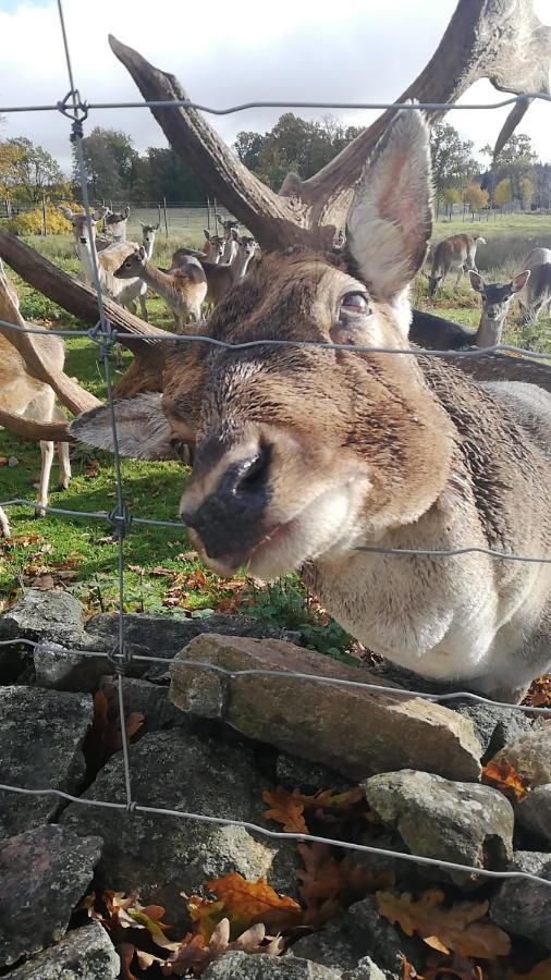 Damwildfarm In Rollerbue Suedschweden Villa Tyringe Luaran gambar