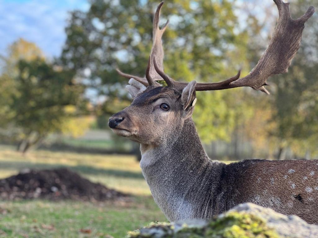 Damwildfarm In Rollerbue Suedschweden Villa Tyringe Luaran gambar